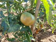 WhatsApp-Image-2022-06-24-at-191442